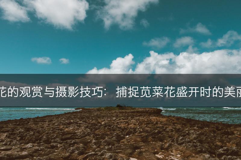 苋菜花的观赏与摄影技巧：捕捉苋菜花盛开时的美丽瞬间(图1)