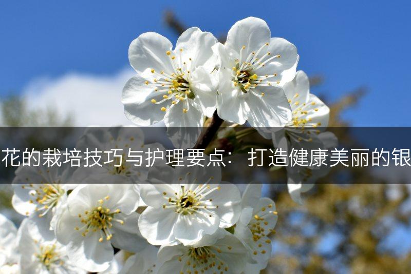 银莲花的栽培技巧与护理要点:打造健康美丽的银莲花(图1) 银莲花的栽培技巧与护理要点:打造健康美丽的银莲花(图1)