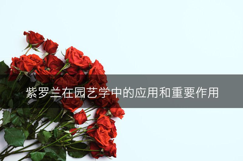 紫罗兰在园艺学中的应用和重要作用(图1)