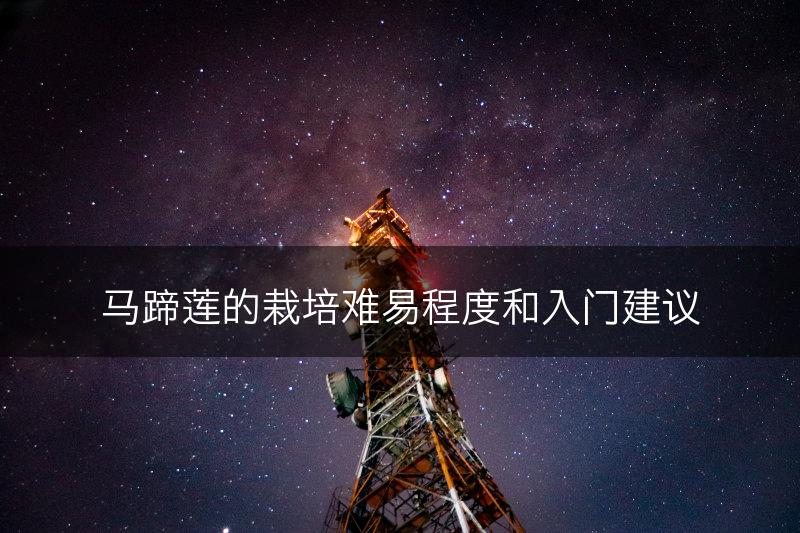 马蹄莲的栽培难易程度和入门建议(图1)