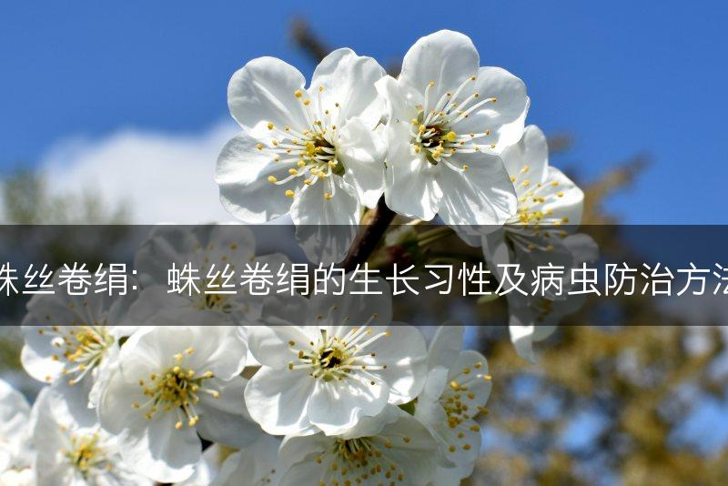 蛛丝卷绢：蛛丝卷绢的生长习性及病虫防治方法(图1)