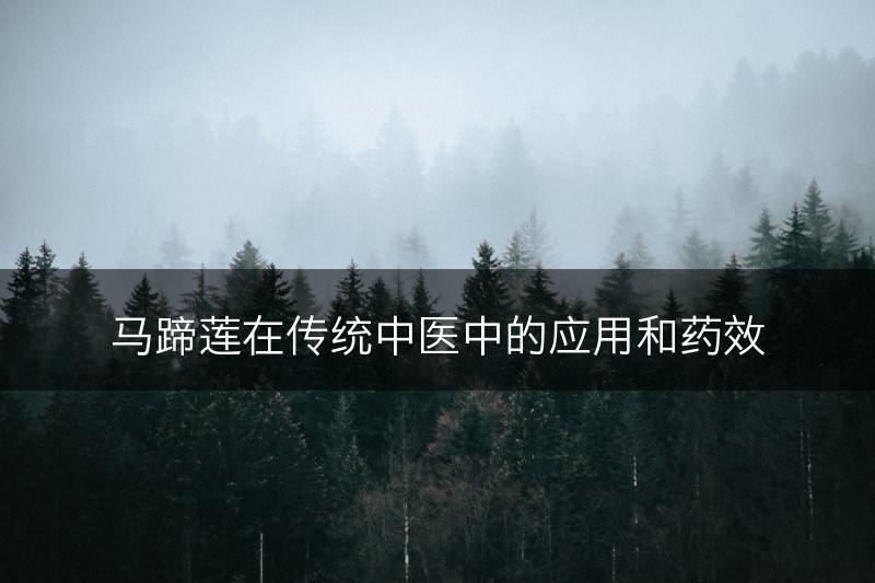 马蹄莲在传统中医中的应用和药效(图1)