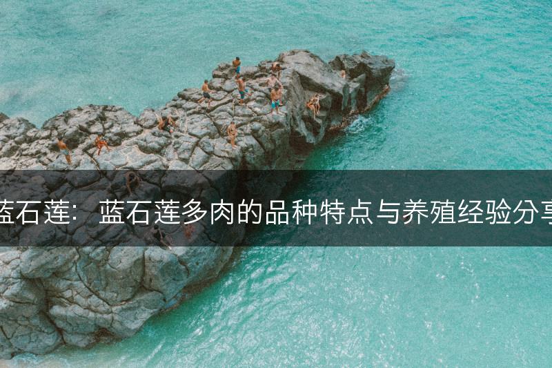蓝石莲：蓝石莲多肉的品种特点与养殖经验分享(图1)