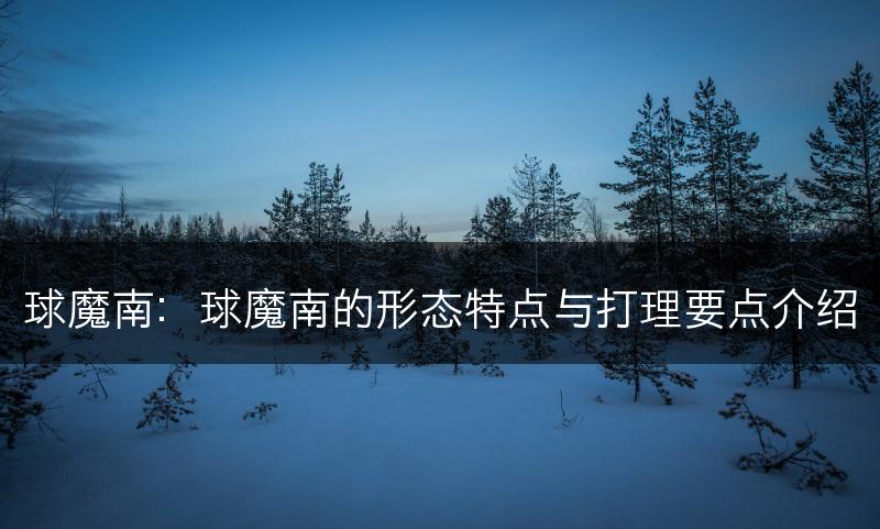 球魔南：球魔南的形态特点与打理要点介绍(图1)