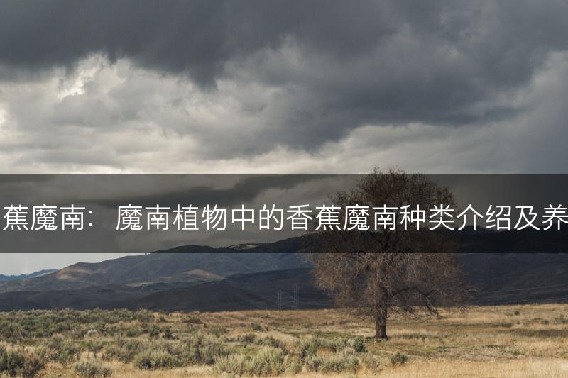 香蕉魔南：魔南植物中的香蕉魔南种类介绍及养护(图1)