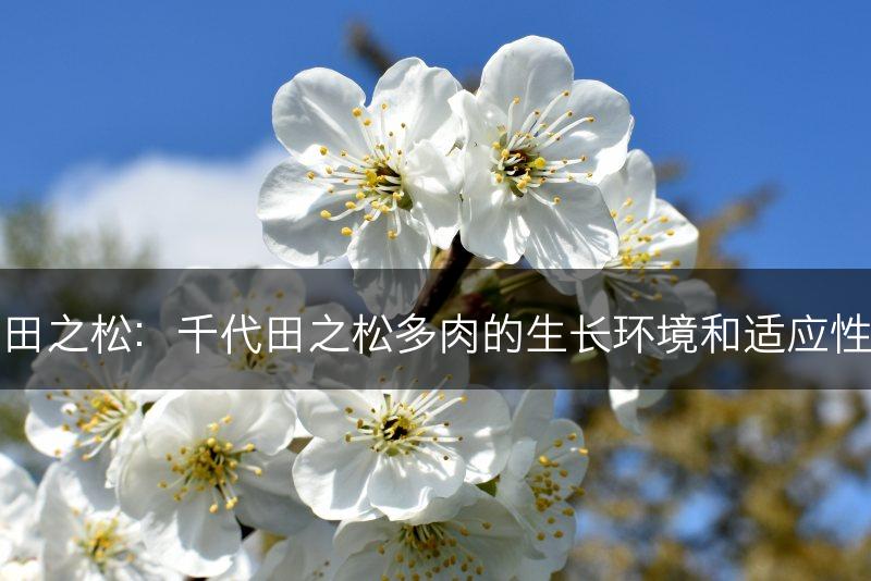 千代田之松：千代田之松多肉的生长环境和适应性考察(图1)