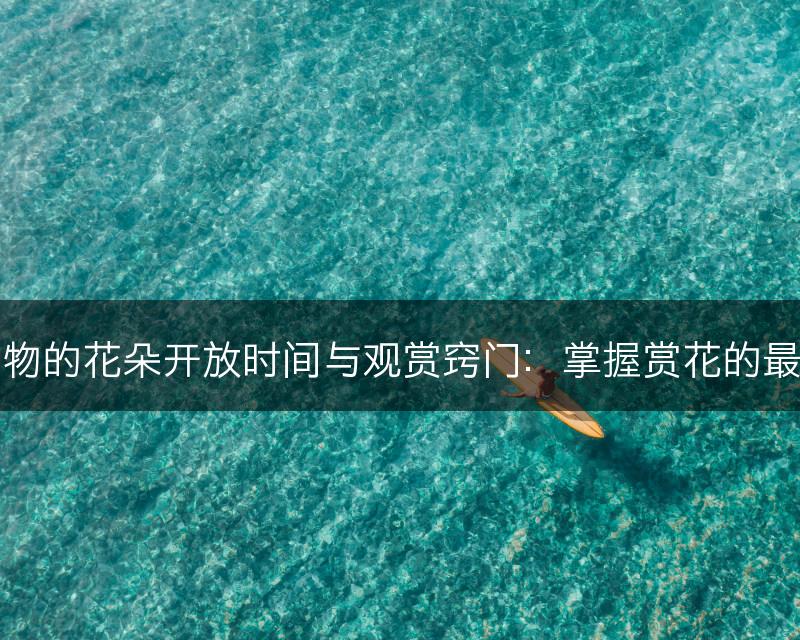 石莲植物的花朵开放时间与观赏窍门：掌握赏花的最佳时机(图1)
