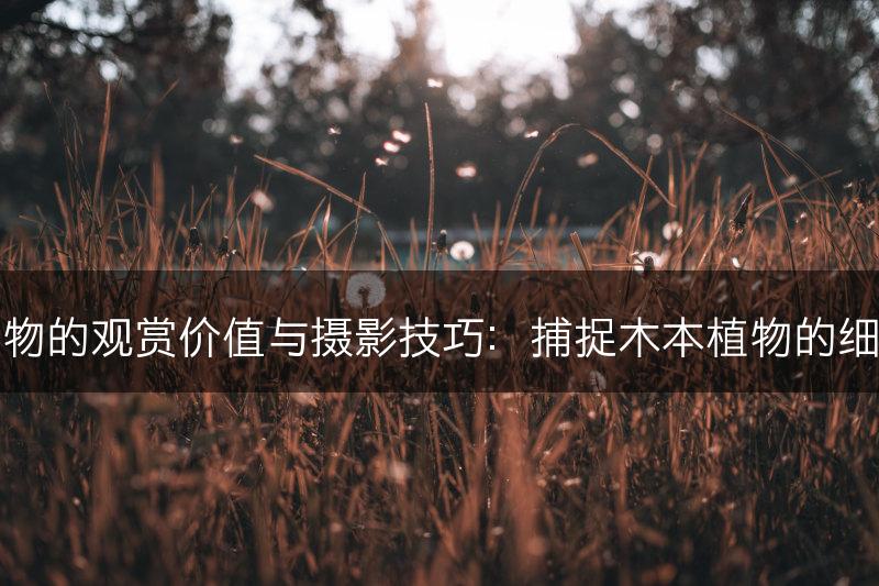 木本植物的观赏价值与摄影技巧：捕捉木本植物的细腻之美(图1)