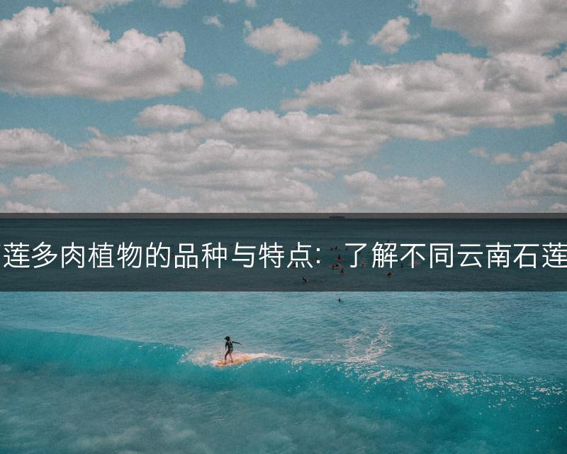 云南石莲多肉植物的品种与特点：了解不同云南石莲的区别(图1)