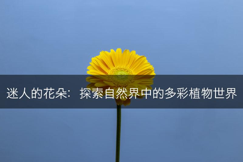 迷人的花朵：探索自然界中的多彩植物世界(图1)