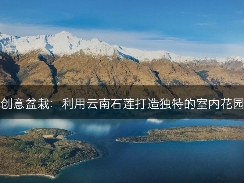 创意盆栽：利用云南石莲打造独特的室内花园(图1)