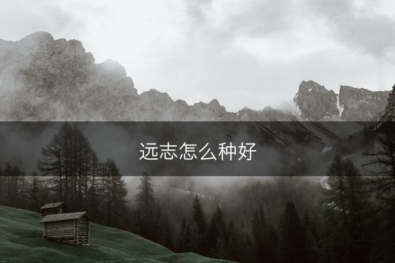 远志怎么种好(图1)