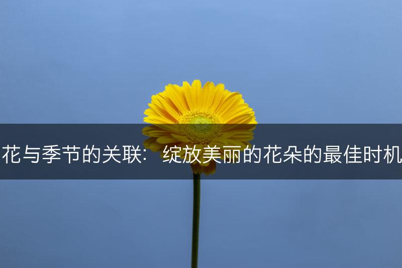 花与季节的关联：绽放美丽的花朵的最佳时机(图1)
