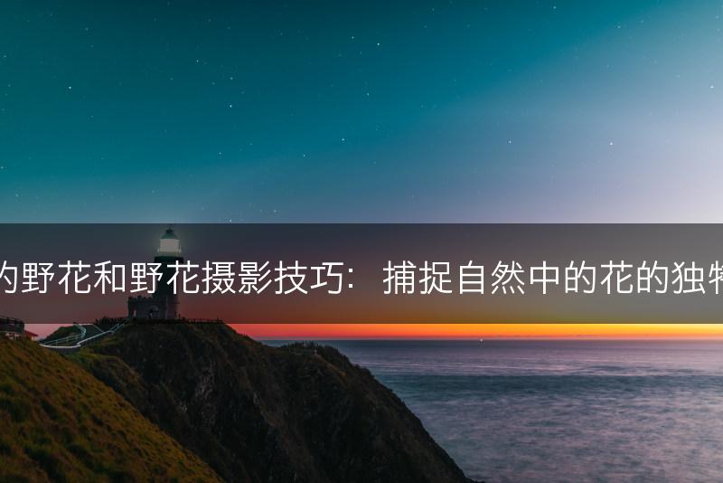 美丽的野花和野花摄影技巧：捕捉自然中的花的独特之美(图1)