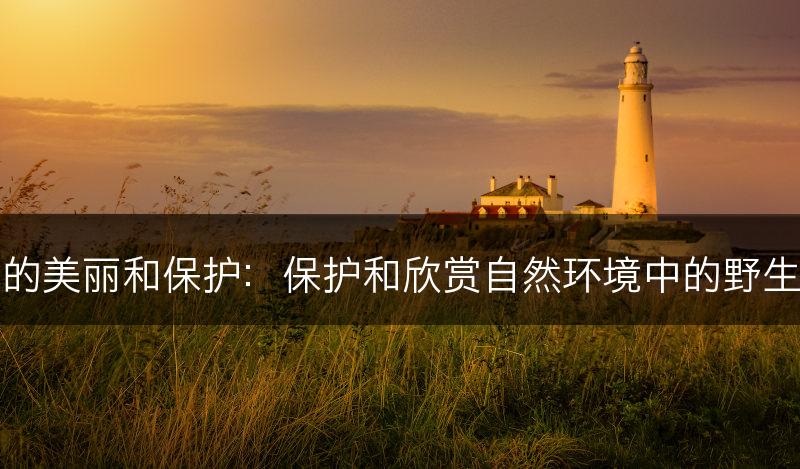 野花的美丽和保护:保护和欣赏自然环境中的野生花卉(图1) 野花的美丽和保护:保护和欣赏自然环境中的野生花卉(图1)