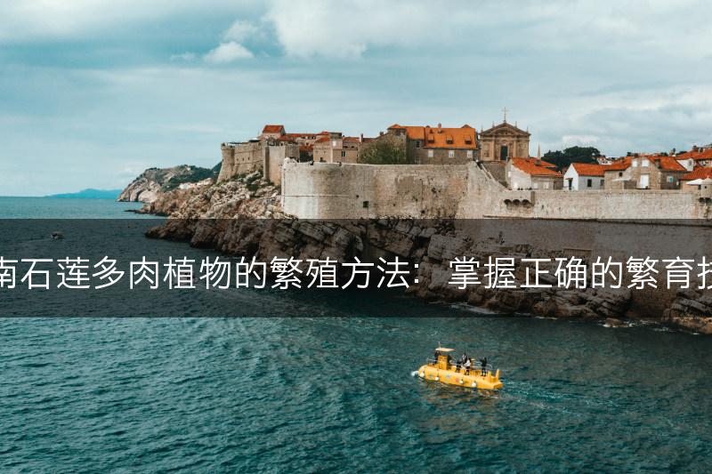 云南石莲多肉植物的繁殖方法：掌握正确的繁育技巧(图1)