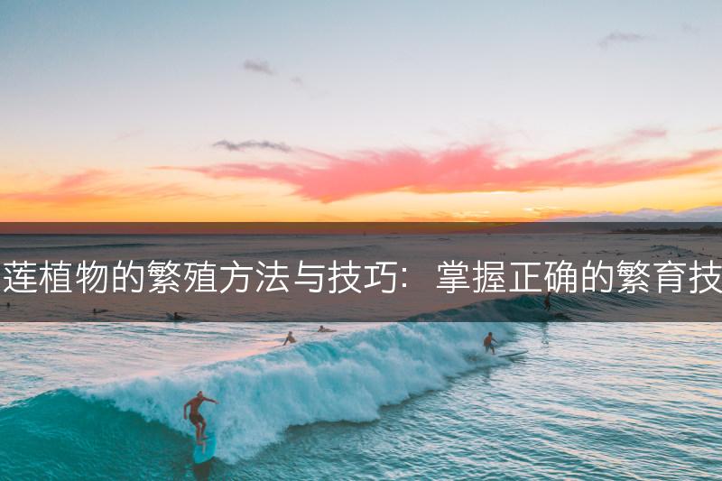 石莲植物的繁殖方法与技巧：掌握正确的繁育技巧(图1)