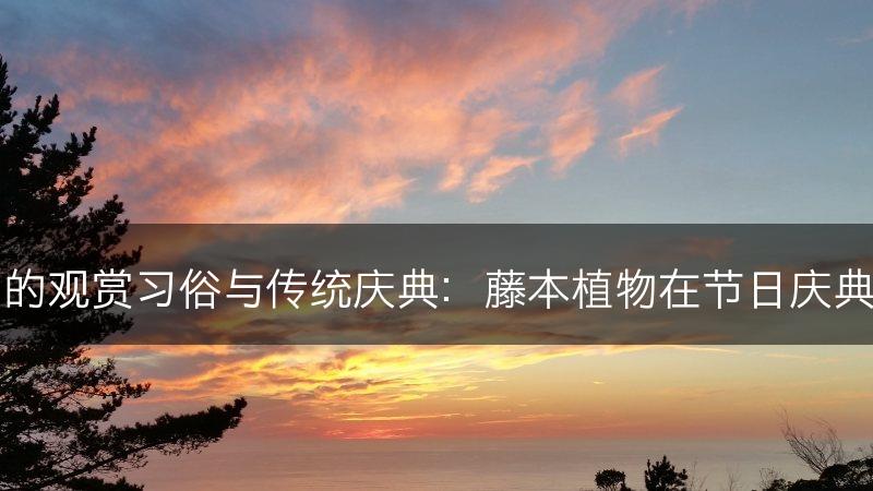 藤本植物的观赏习俗与传统庆典：藤本植物在节日庆典中的应用(图1)