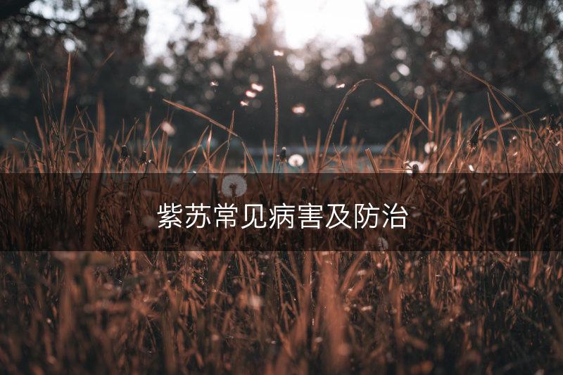 紫苏常见病害及防治(图1)