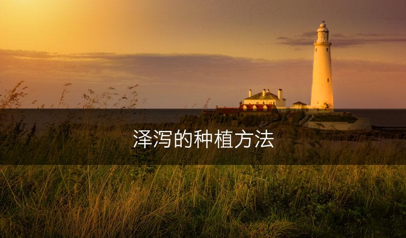 泽泻的种植方法(图1)