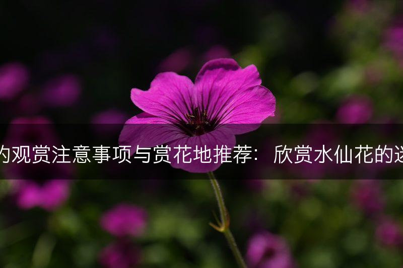 水仙花的观赏注意事项与赏花地推荐：欣赏水仙花的迷人之美(图1)