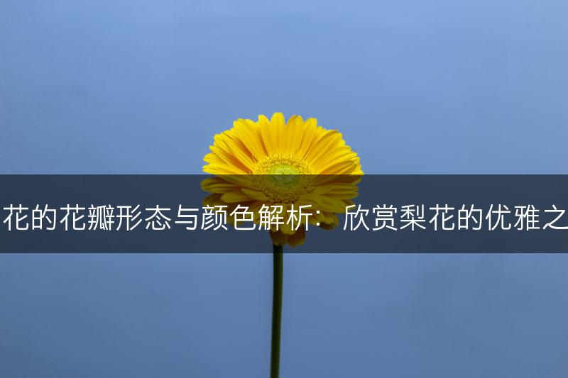 梨花的花瓣形态与颜色解析：欣赏梨花的优雅之美(图1)