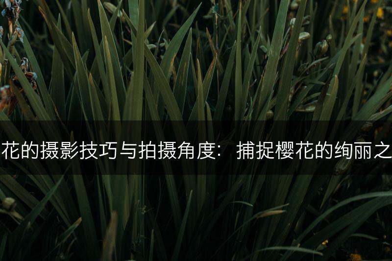 樱花的摄影技巧与拍摄角度：捕捉樱花的绚丽之美(图1)