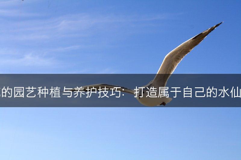 水仙花的园艺种植与养护技巧：打造属于自己的水仙花乐园(图1)