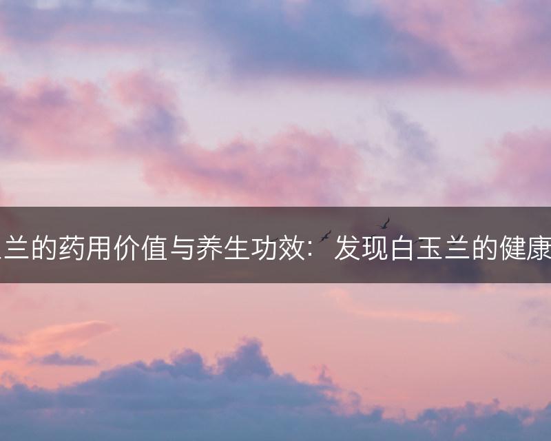 白玉兰的药用价值与养生功效：发现白玉兰的健康之道(图1)