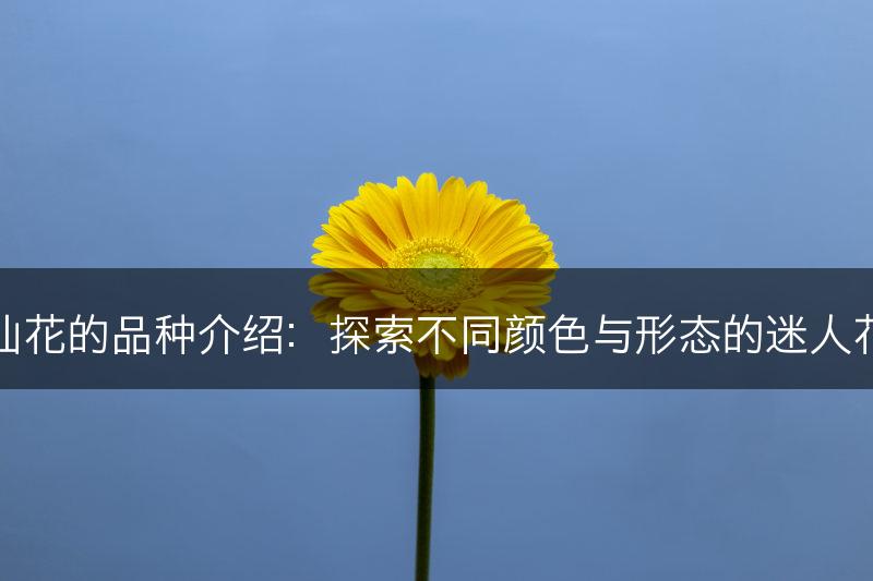 水仙花的品种介绍：探索不同颜色与形态的迷人花朵(图1)