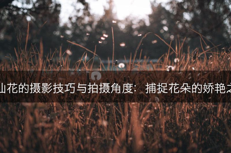 水仙花的摄影技巧与拍摄角度：捕捉花朵的娇艳之美(图1)