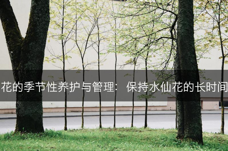 水仙花的季节性养护与管理：保持水仙花的长时间盛开(图1)