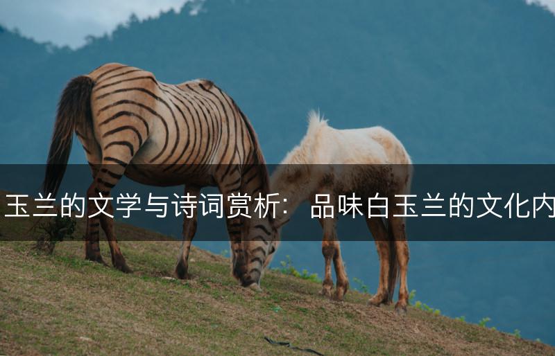 白玉兰的文学与诗词赏析：品味白玉兰的文化内涵(图1)
