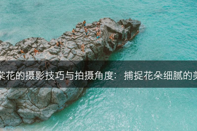 海棠花的摄影技巧与拍摄角度：捕捉花朵细腻的美丽(图1)