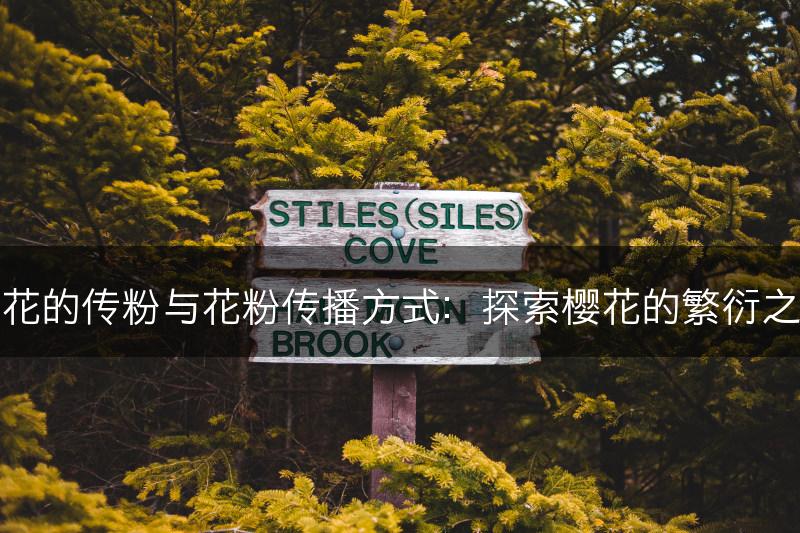 樱花的传粉与花粉传播方式：探索樱花的繁衍之道(图1)