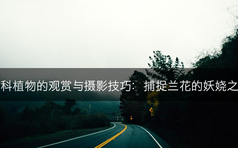 兰科植物的观赏与摄影技巧：捕捉兰花的妖娆之美(图1)