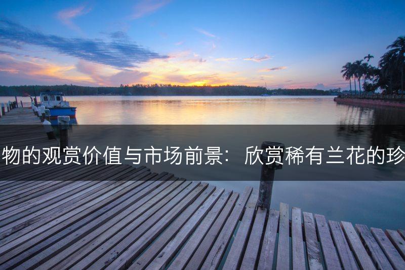 兰科植物的观赏价值与市场前景：欣赏稀有兰花的珍贵之美(图1)