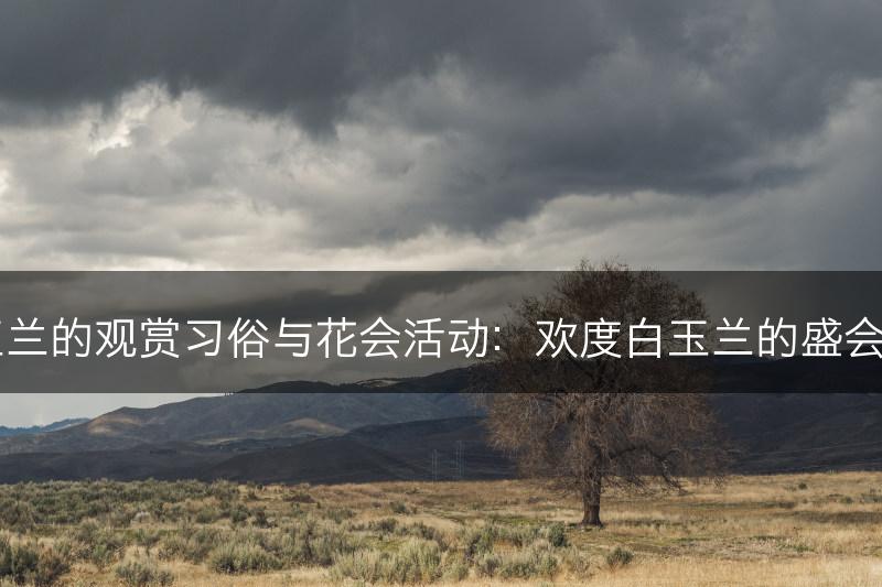 白玉兰的观赏习俗与花会活动：欢度白玉兰的盛会时刻(图1)