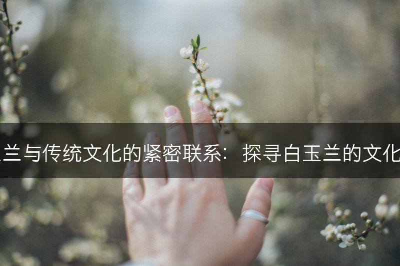 白玉兰与传统文化的紧密联系：探寻白玉兰的文化意义(图1)
