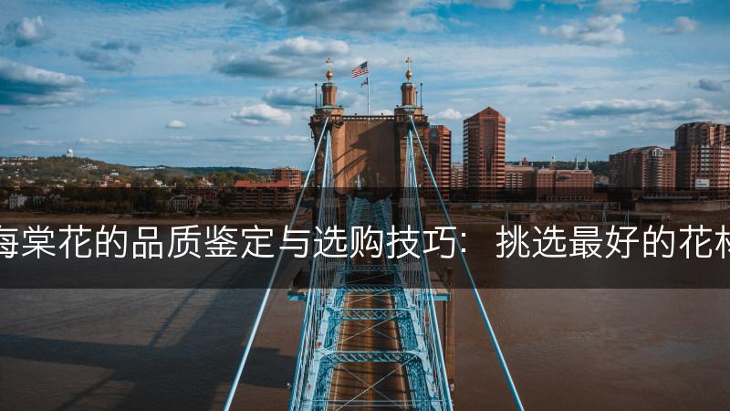 海棠花的品质鉴定与选购技巧：挑选最好的花材(图1)