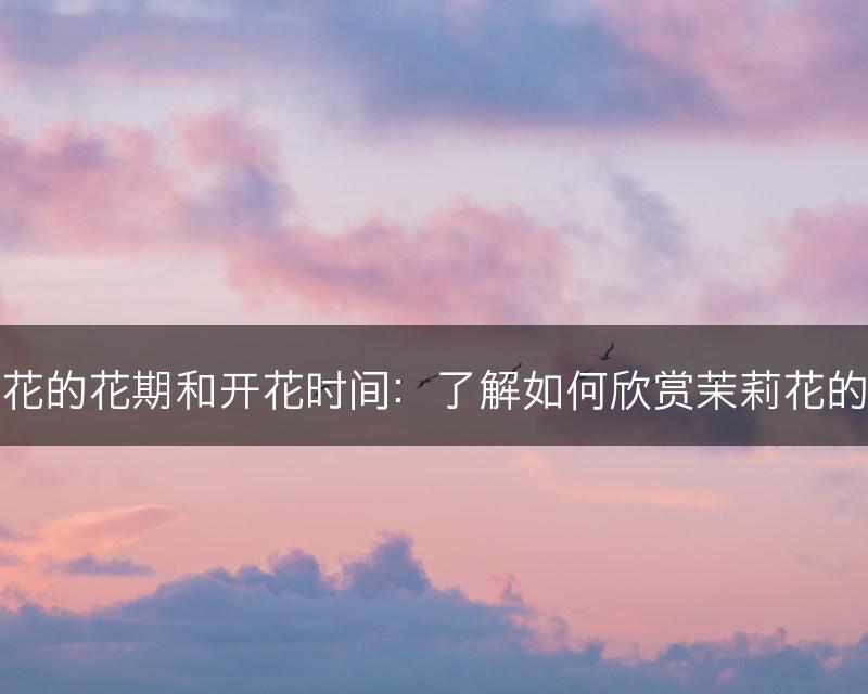 茉莉花的花期和开花时间：了解如何欣赏茉莉花的花海(图1)