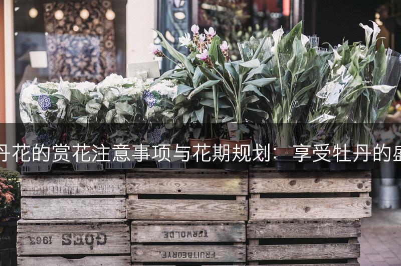 牡丹花的赏花注意事项与花期规划：享受牡丹的盛宴(图1)