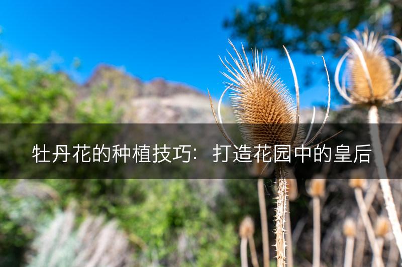 牡丹花的种植技巧：打造花园中的皇后(图1)