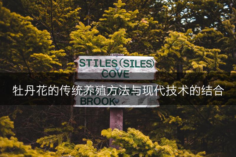 牡丹花的传统养殖方法与现代技术的结合(图1)