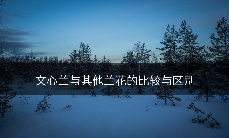 文心兰与其他兰花的比较与区别(图1)