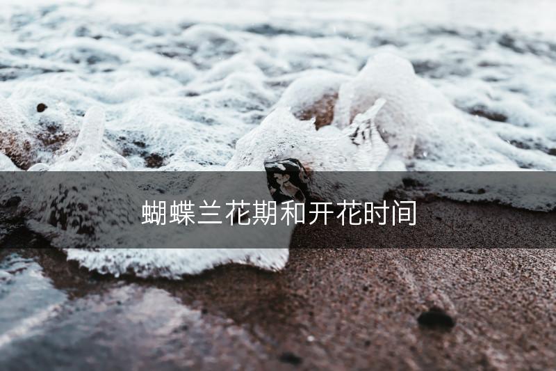 蝴蝶兰花期和开花时间(图1)