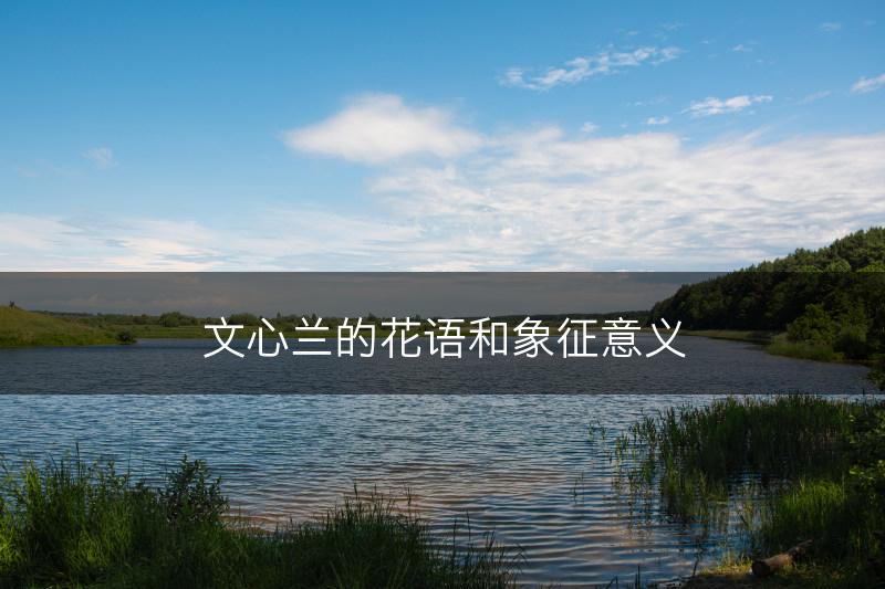 文心兰的花语和象征意义(图1)