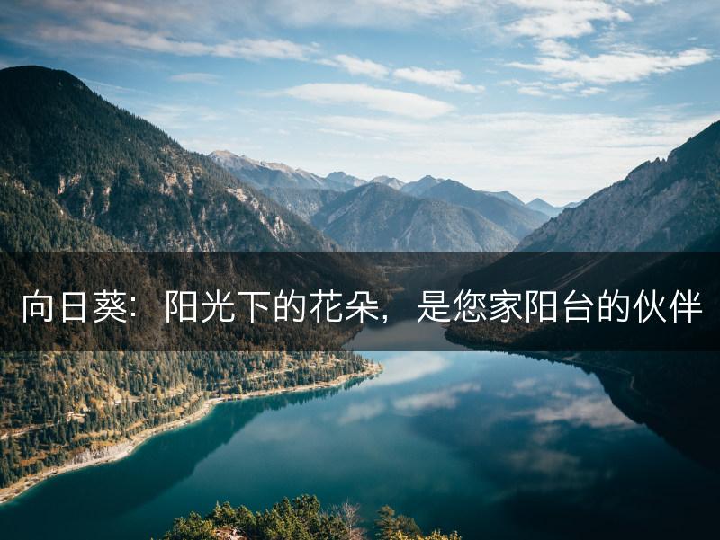 向日葵:阳光下的花朵,是您家阳台的伙伴(图1) 向日葵:阳光下的花朵,是您家阳台的伙伴(图1)