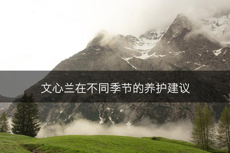 文心兰在不同季节的养护建议(图1)