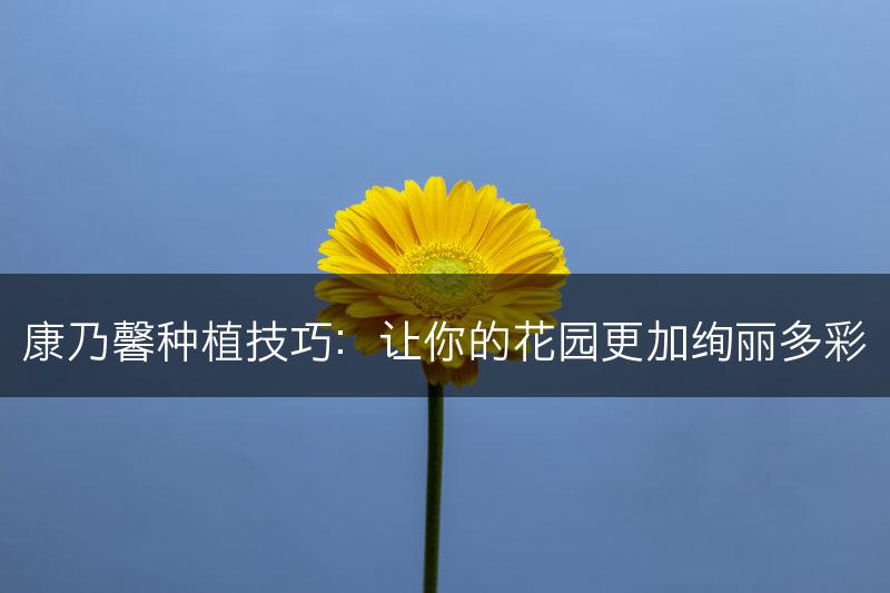 康乃馨种植技巧：让你的花园更加绚丽多彩(图1)